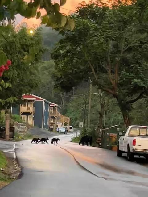 Bears Abound Aparthotel Gatlinburg Exterior photo